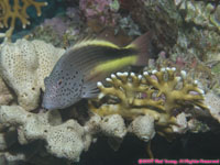 freckled hawkfish