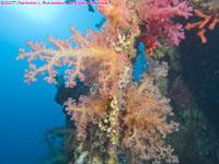 soft coral