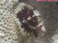 christmas tree worm