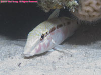 sleeping goatfish