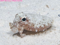 juvenile cuttlefish