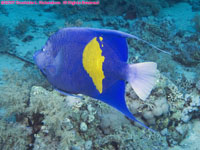 yellowbar angelfish