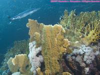 great barracuda over coral head