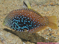 unknown wrasse??