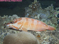 blacktip grouper