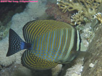 sailfin tang