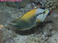 slingjaw wrasse