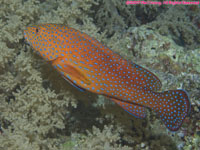 coral hind