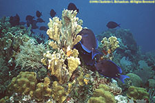 coral and tangs