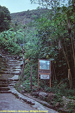 Mt. Scenery trail