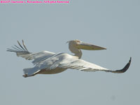 great white pelican flying