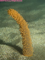 coral branch