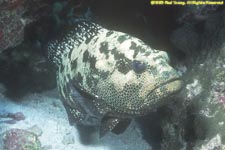 Malabar grouper