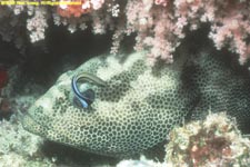 four-saddle grouper at cleaning station