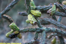 cactus closeup