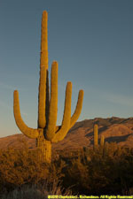 cactus and mountains