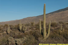 cactus landscape