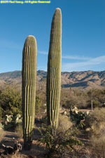 young cactuses