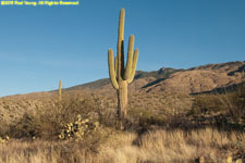 cactus and mountains