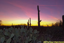 cactus sunset