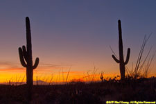 cactus sunset