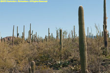 cactus landscape