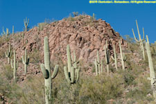 cactuses and mountains