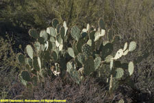 prickly pear cactus