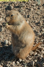 prairie dog