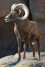 desert bighorn sheep ram