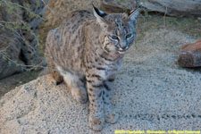 bobcat