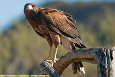 Harris hawk