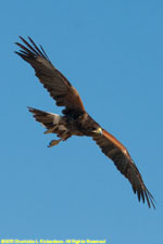 Harris hawk in flight