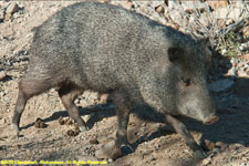 javelina