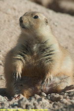 prairie dog