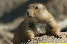 prairie dog