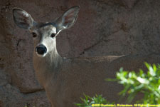 whitetail deer