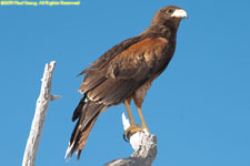 Harris Hawk