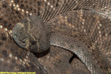 rattlesnake