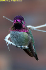 male hummingbird