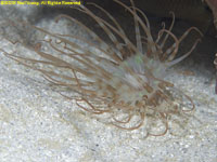 tube anemone