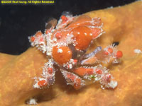 cryptic teardrop crab