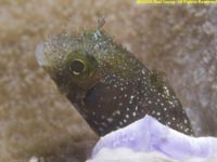 blenny