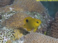 damselfish