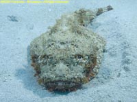 scorpionfish