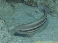 parrotfish