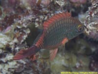 parrotfish