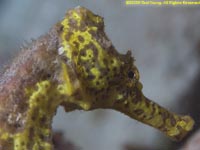 seahorse face