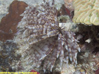 magnificent feather duster worm