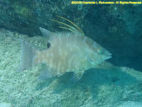 juvenile hogfish